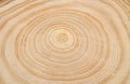 The texture of a wooden saw cut of a tree with silt with a pronounced pattern of annual rings Royalty Free Stock Photo