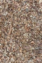 Texture of wooden sawdust of large fraction. A bunch of wood chip. Sawdust or wood dust texture background. Natural floor sensory Royalty Free Stock Photo