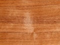 Texture of a wooden surface of an American walnut tree. Wood veneer for furnitur Royalty Free Stock Photo