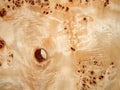 Texture of a wooden surface of a tree with a poplar root. Wood veneer for furniture