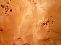 Texture of a wooden surface of a tree with a poplar root. Wood veneer for furniture