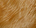 Texture of a wooden surface of a tree with a poplar root. Wood veneer for furniture