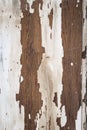 Texture of a wooden surface with white cracked paint Royalty Free Stock Photo