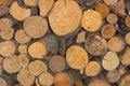 Texture woodpile firewood trunk pine background round asleep annual rings