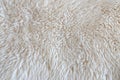 Texture of wool skin. Sheep skin closeup, background, banner. Royalty Free Stock Photo