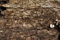 Texture of the wrong side of the old tree bark. Brown wooden background.