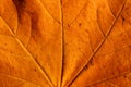 Texture of yellow autumn maple leaf tree in afternoon sunshine., midrib in the center. Royalty Free Stock Photo