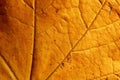 Texture of yellow autumn maple leaf tree in afternoon sunshine. Royalty Free Stock Photo