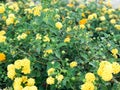 Texture of yellow beautiful field of small flowers with green leaves. The background Royalty Free Stock Photo