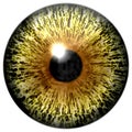 Texture yellow and brown eye Royalty Free Stock Photo