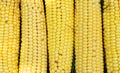 Texture - yellow cobs fresh corn Royalty Free Stock Photo