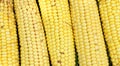 Texture - yellow cobs fresh corn Royalty Free Stock Photo