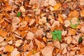 Texture of yellow fallen Linden leaves.