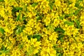 The texture of yellow flowers and green leaves Royalty Free Stock Photo