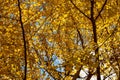 Texture of a Yellow Gingko Tree Creates a Striking Background