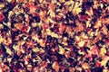 Texture yellow leaves in autumn park Royalty Free Stock Photo