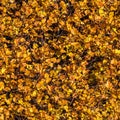Texture of yellow leaves of golden currant is in a park in autumn. Seamless pattern Royalty Free Stock Photo