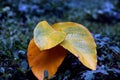 The Texture of Yellow leaves. Royalty Free Stock Photo