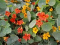 Texture of yellow, orange flowers with green leaves in a garden Royalty Free Stock Photo