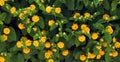 Texture of yellow orange flowers and green leaves, Lantana camara. Summer background. Royalty Free Stock Photo