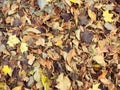 Texture of yellow and red, brown colorful natural fallen autumn different leaves. The background Royalty Free Stock Photo