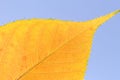 Texture of yellow and red leaf on blue sky background Royalty Free Stock Photo