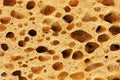 Texture of yellow sea sponge close up. Wallpaper Royalty Free Stock Photo