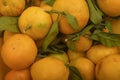 Texture of yellow tangerines on a twig with green leaves. Background image. Autumn harvest. Modern agriculture. For a sweet treat