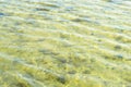 Texture of a yellow water surface Royalty Free Stock Photo