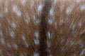 Texture of young deer skin. Fur Royalty Free Stock Photo