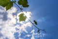 The texture of a young grape vine in the sunshine against the blue sky