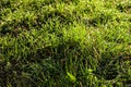 Texture of young green grass in spring morning, covered with drops of dew or rain with the sun's rays reflected in it Royalty Free Stock Photo