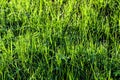 Texture of young green grass in spring morning, covered with drops of dew or rain with the sun's rays reflected in it Royalty Free Stock Photo