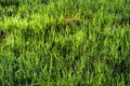 Texture of young green grass in spring morning, covered with drops of dew or rain with the sun's rays reflected in it Royalty Free Stock Photo