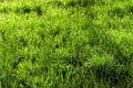 Texture of young green grass in spring morning, covered with drops of dew or rain with the sun's rays reflected in it Royalty Free Stock Photo