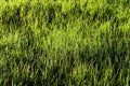 Texture of young green grass in spring morning, covered with drops of dew or rain with the sun's rays reflected in it Royalty Free Stock Photo