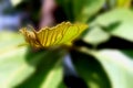 The texture of young teak leaves