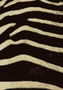 zebra stripes pattern. Stylized Spotted ZEBRA Skin Background for Fashion, Print, Wallpaper, Fabric. Vector illustration.