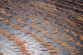 The texture of the Zebrano tree shot on a macro lens Royalty Free Stock Photo