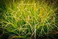 Textured autumn grass in the neigbour`s yard