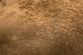 Textured background of Asian elephant skin