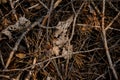 Textured background of the beginning autumn forest floor Royalty Free Stock Photo