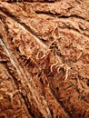 Textured background of brown coconuts shell close up Royalty Free Stock Photo