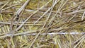 A straw bale textured background