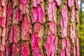 Cracked Pink Tree Bark Textured Background in Forest Royalty Free Stock Photo