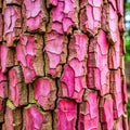 Cracked Pink Tree Bark Textured Background in Forest Royalty Free Stock Photo