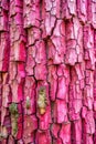 Cracked Pink Tree Bark Textured Background in Forest Royalty Free Stock Photo