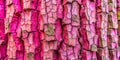 Cracked Pink Tree Bark Textured Background in Forest Royalty Free Stock Photo