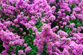 A closeup of a shrub with clumps of tiny flowers.