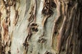 Textured background of a Eucalyptus globulus